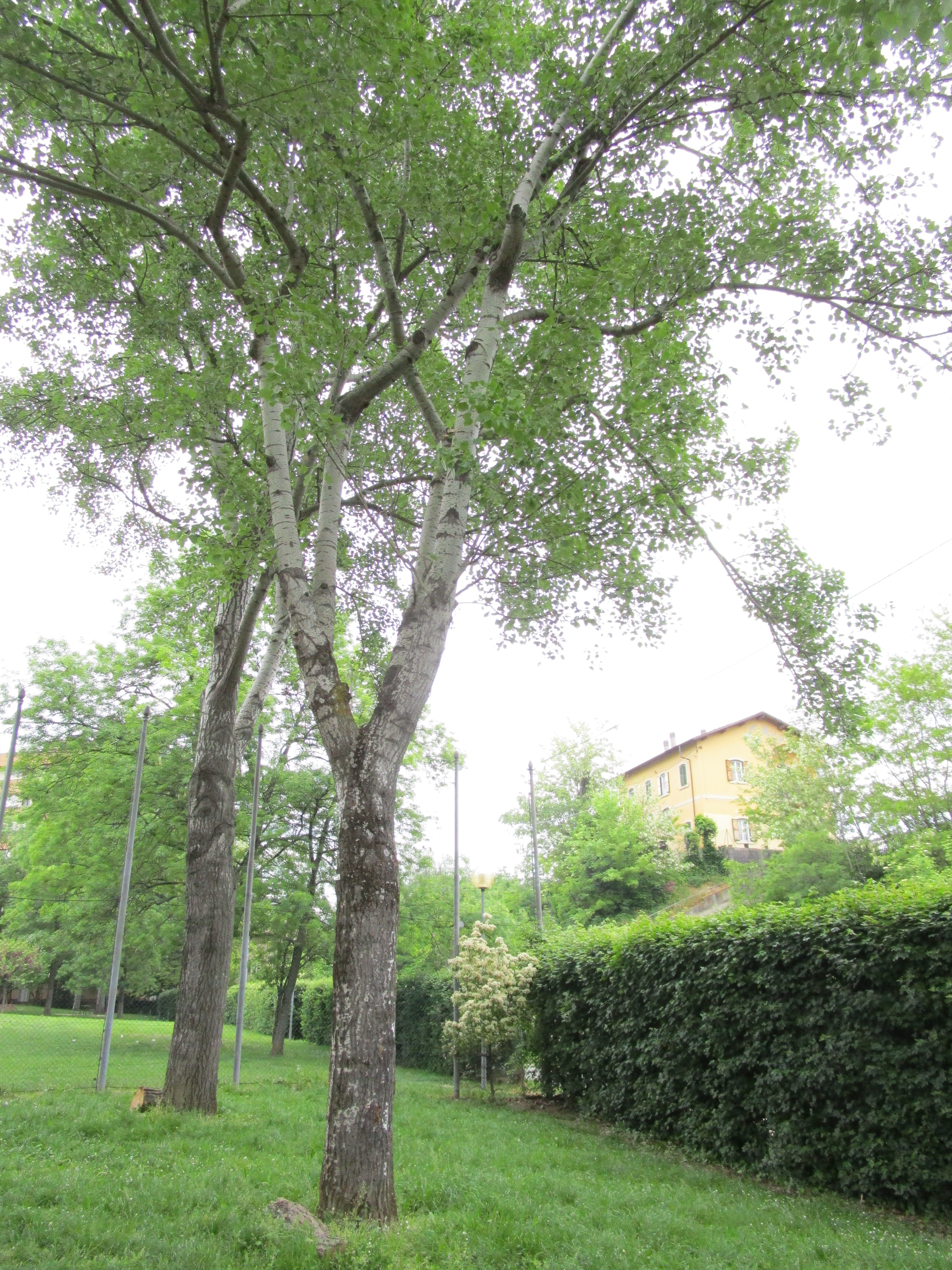 Pioppo bianco