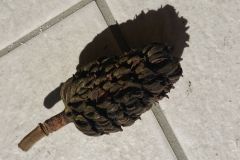 Magnolia grandiflora