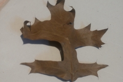 Quercus palustris o Quercus coccinea