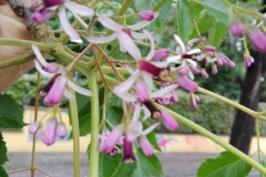 Albero dei rosari