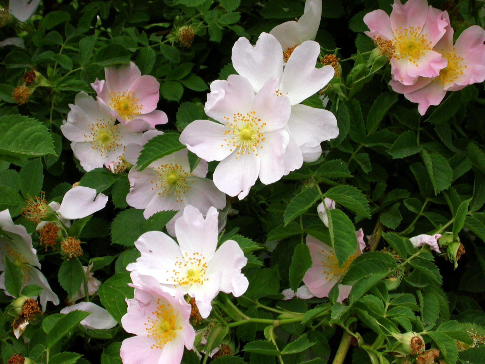 Rosa selvatica