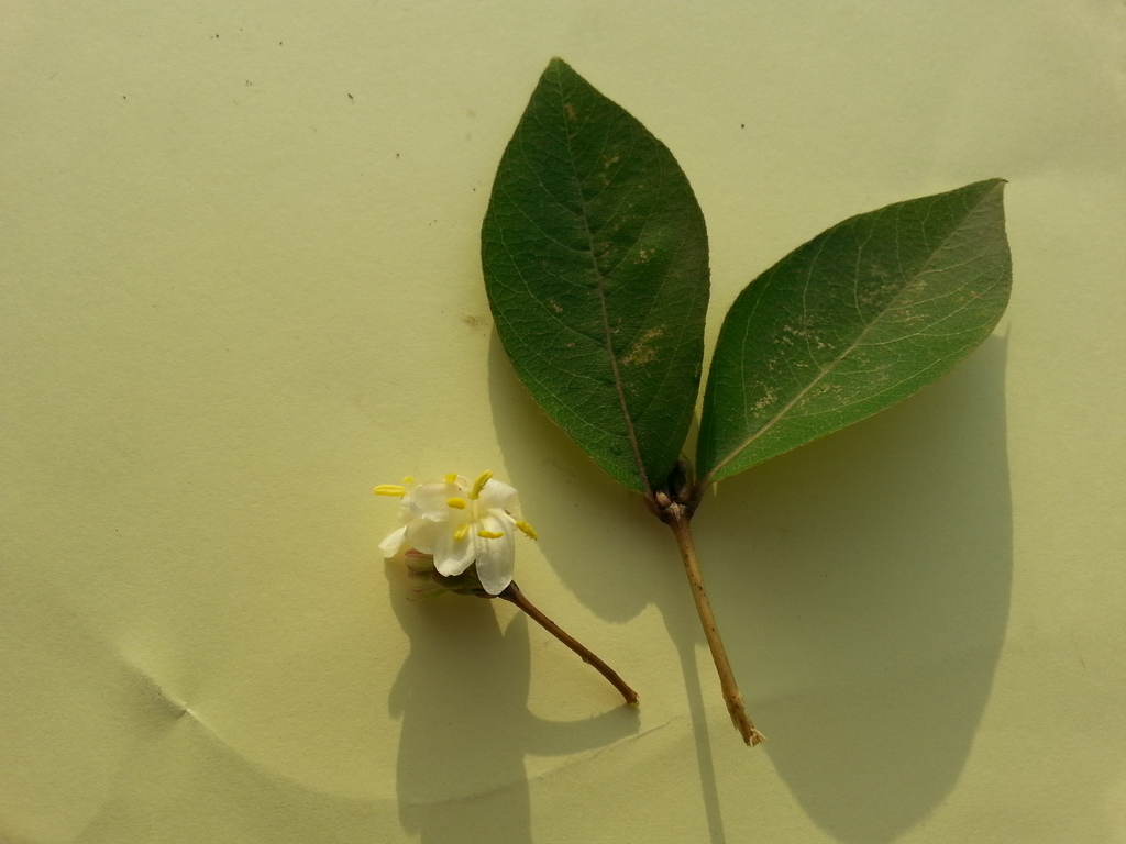 Lonicera fragrantissima