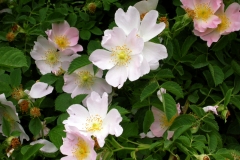 Rosa selvatica