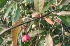 Berretta da prete