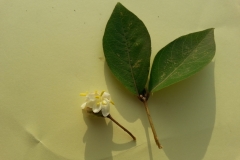 Lonicera fragrantissima
