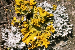 Xantoria