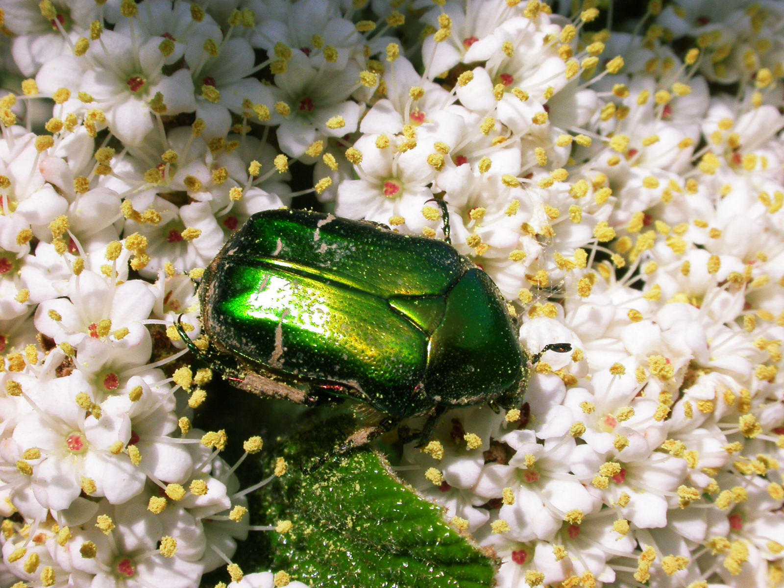cetonia