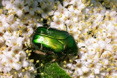 cetonia