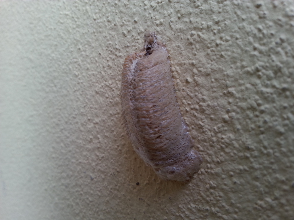 ooteca di mantide religiosa