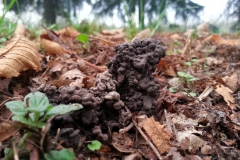 conetti di lombrico