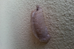ooteca di mantide religiosa